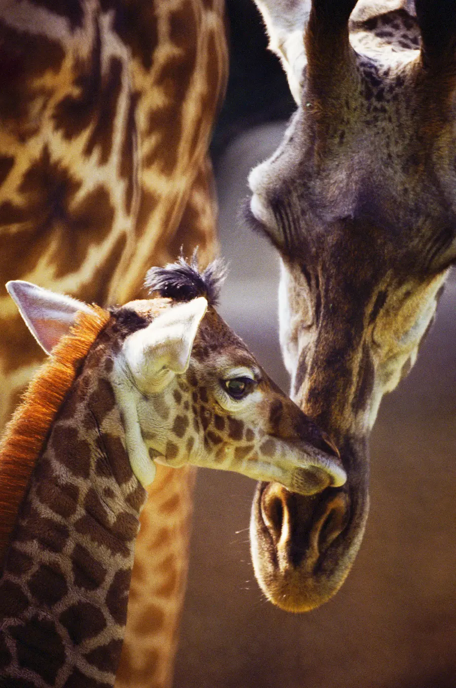 Wildlife