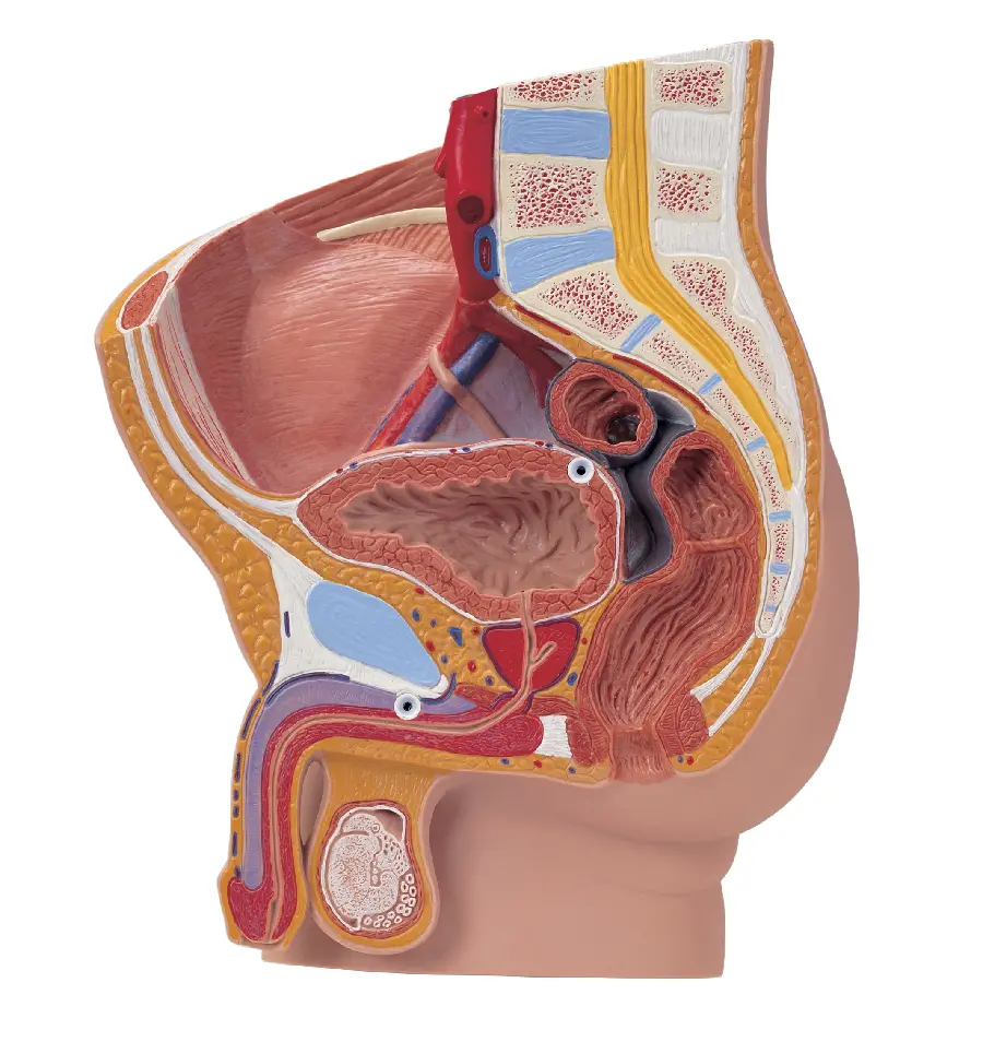 Photo of the male genitalia