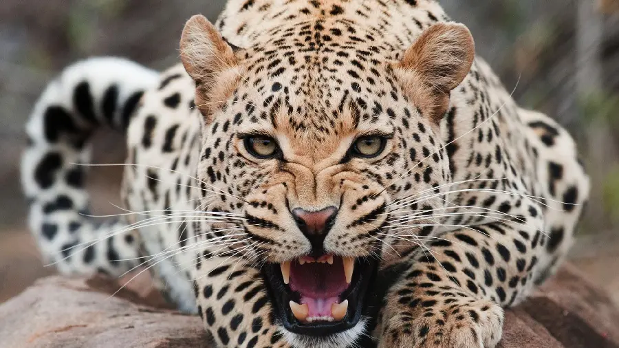 Photo of Australian carnivorous animals, wild leopard