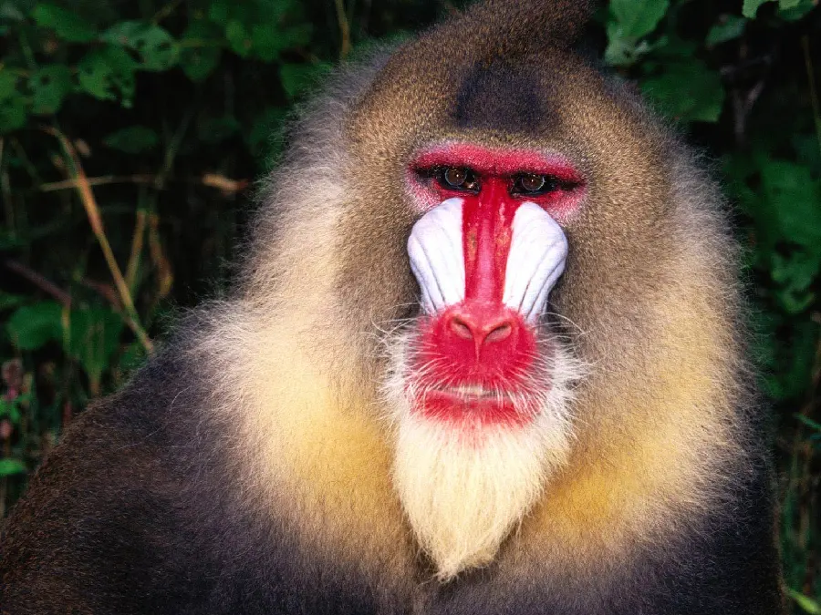 Beautiful and Wonderful Face of Baboon with Red and White Fluffy Hair