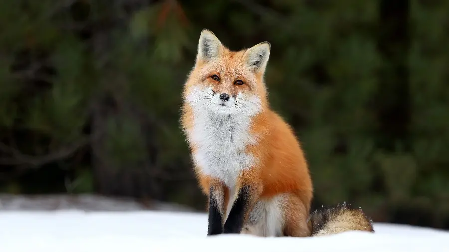Attractive fox image for animal lovers' profiles