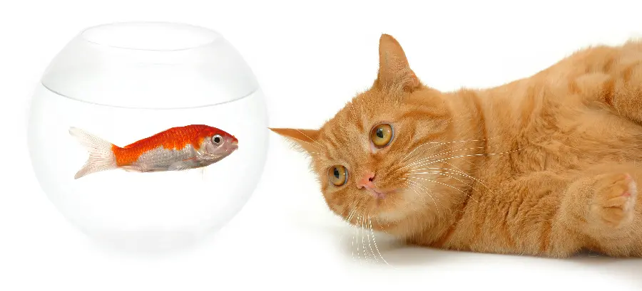Cool and funny wallpaper of a cat and fish in a frame
