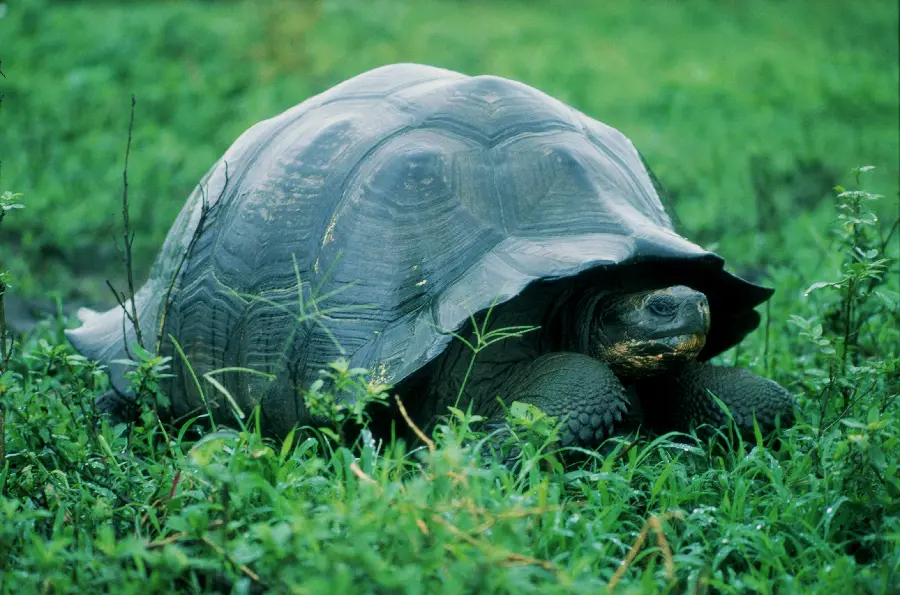 Photo of turtle in wildlife documentary