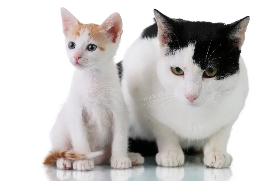 Cat and Dog Background