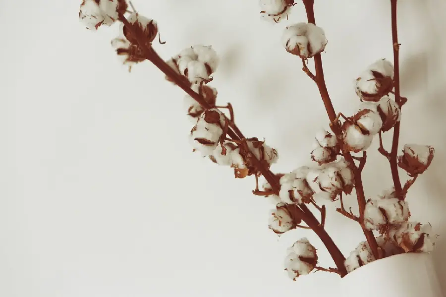 Cotton flower branch in a vase for decoration