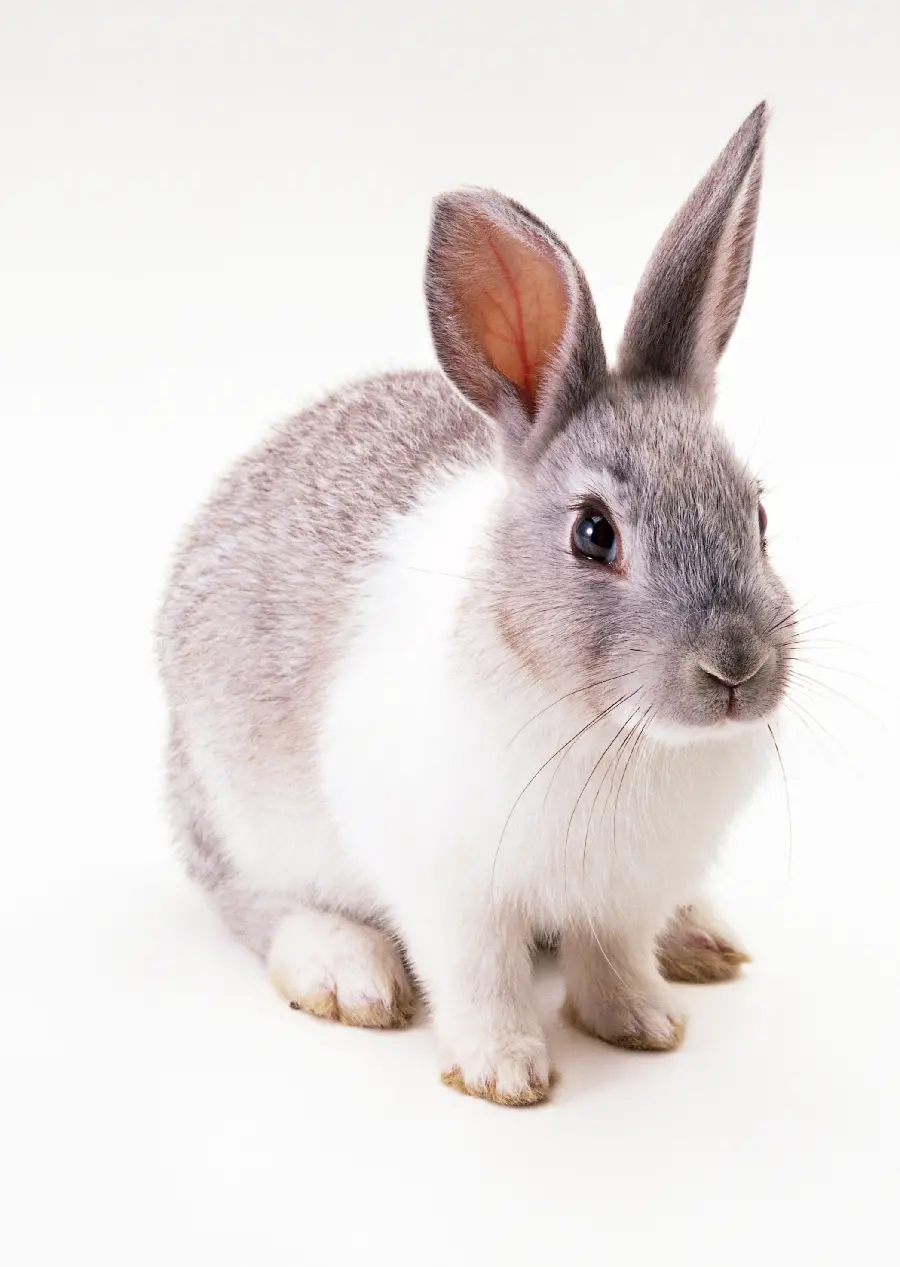 Beautiful rabbit photo in the studio