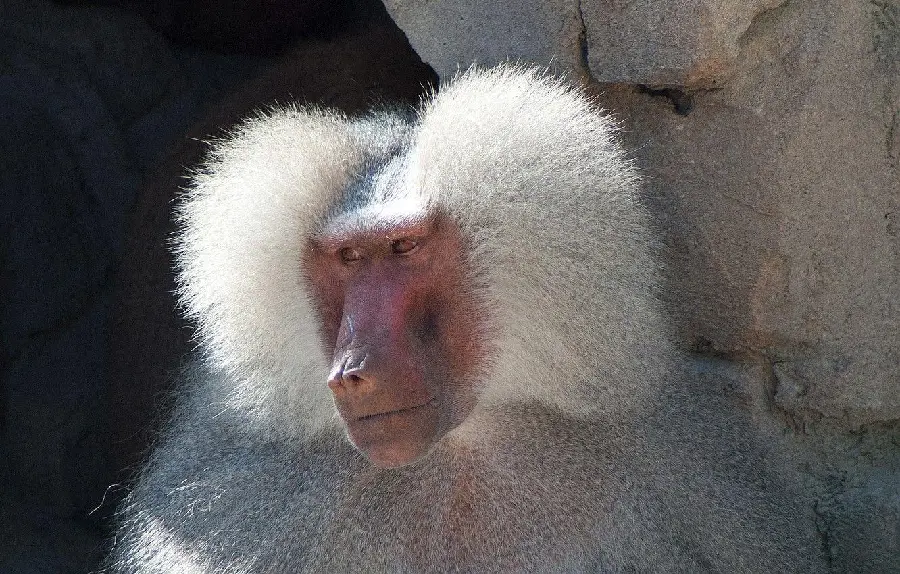 Picture of a baboon with white hair 4k