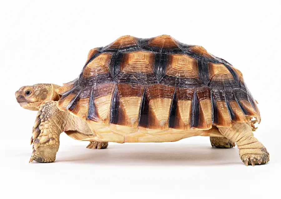 Side view of a turtle