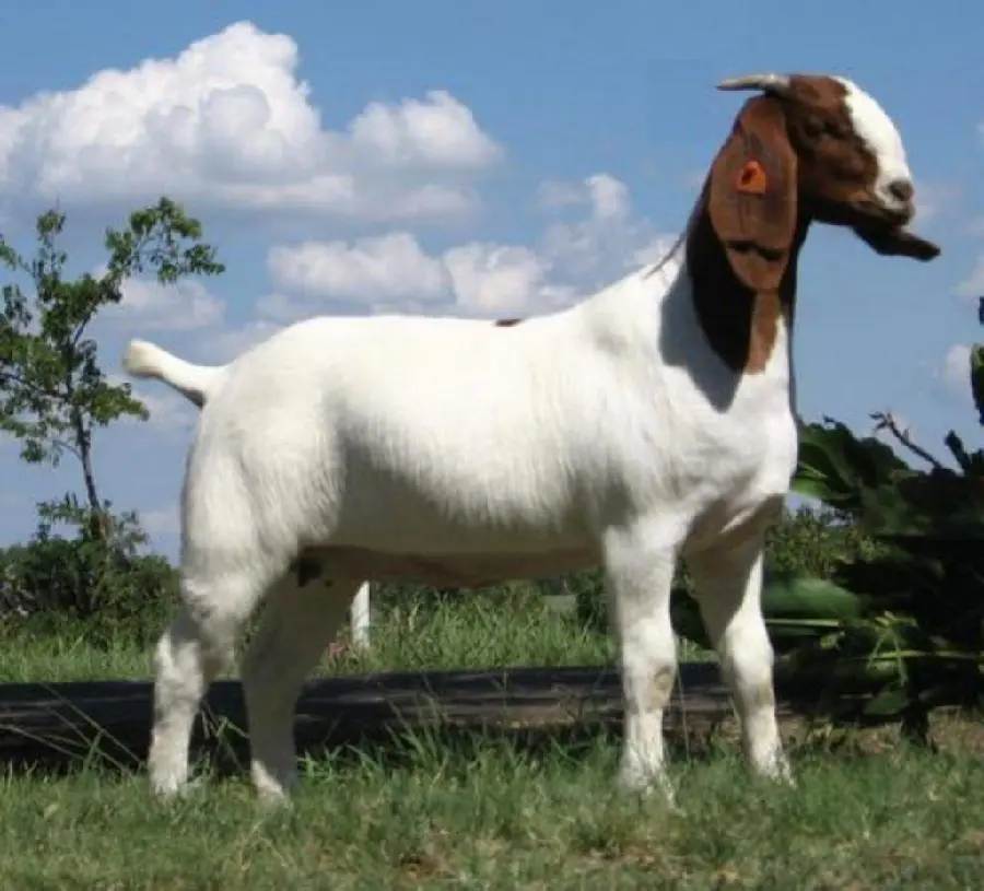 High quality picture of a white and brown goat profile