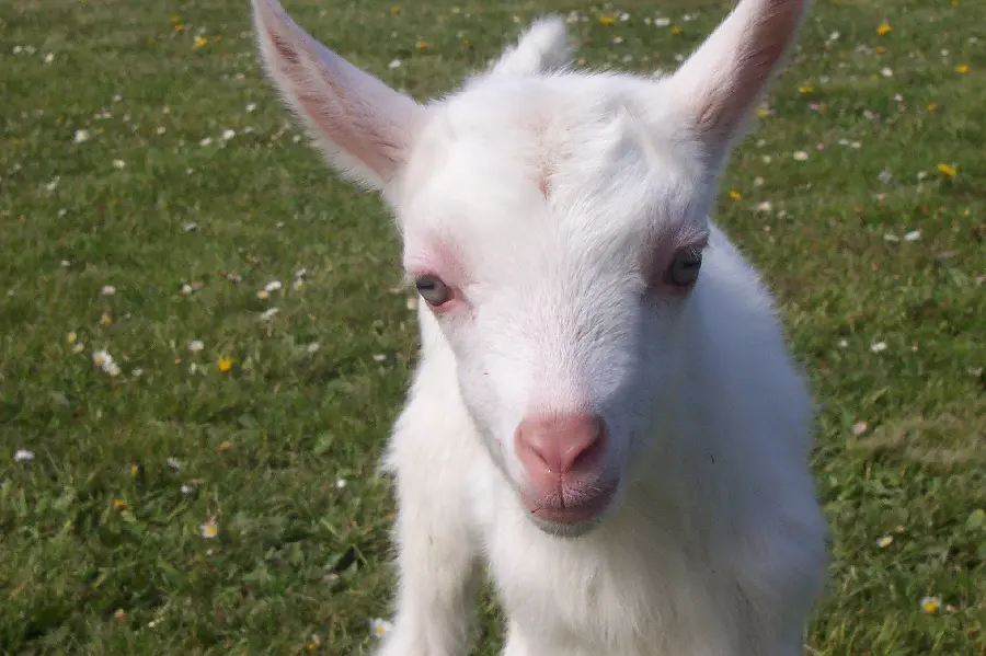 Funny white goat photo for wallpaper