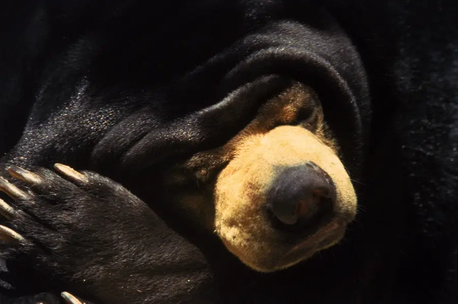 Photo of bear in wildlife documentary