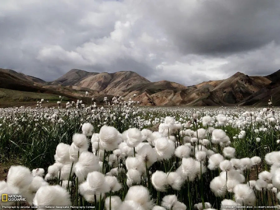 Natural cotton flower high quality for wallpaper