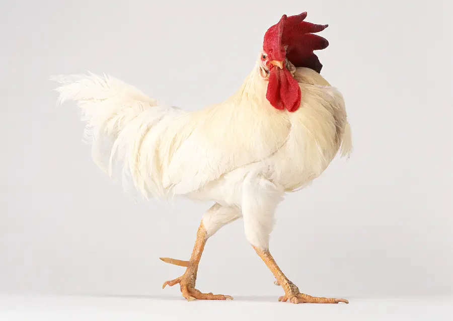 Rooster Background