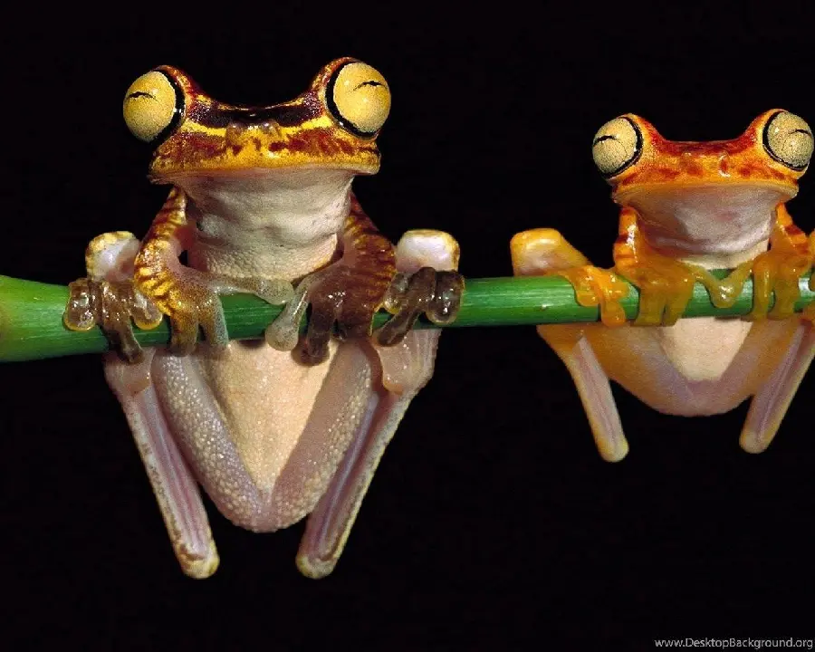 Funny Crazy Animal