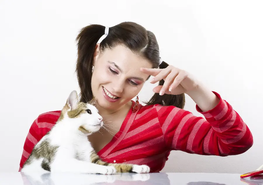 Beautiful background for pet and cat fans