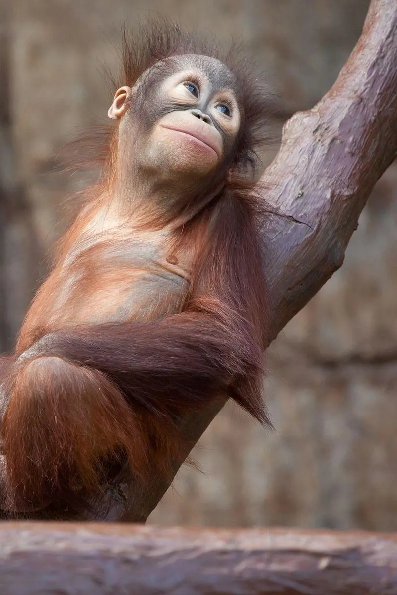 Funny baby orangutan leaning on a tree