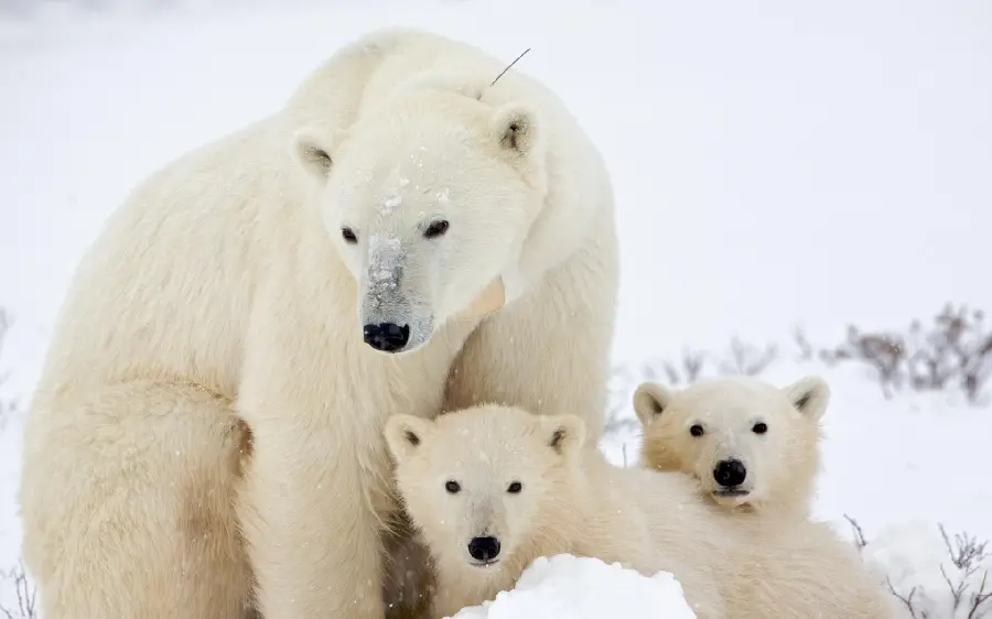 Download family wallpaper of polar bears