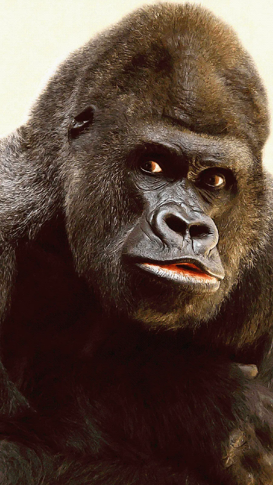 Download Interesting and Funny Silverback Gorilla Photo