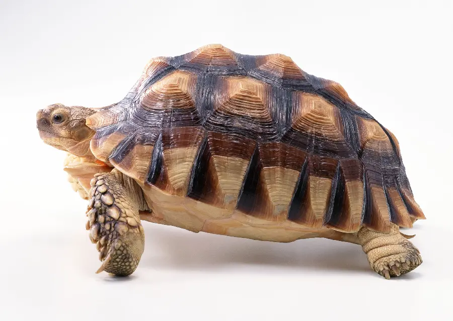 Turtle Background Image