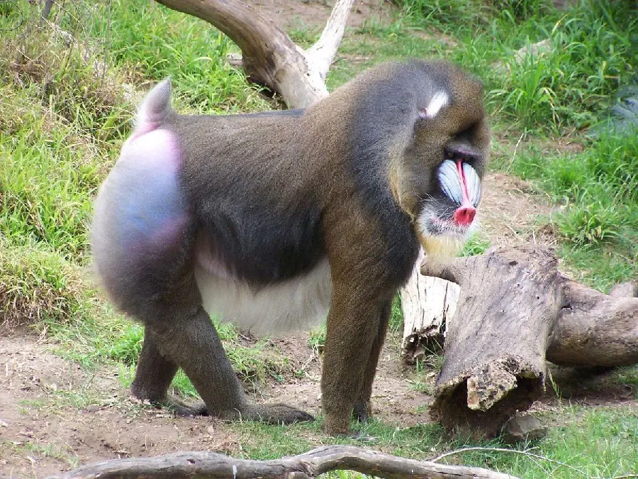 Large and adult male mandrill or king baboon in pristine nature high quality photo