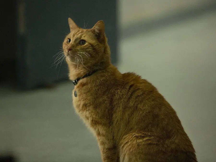 Captain Marvel Goose