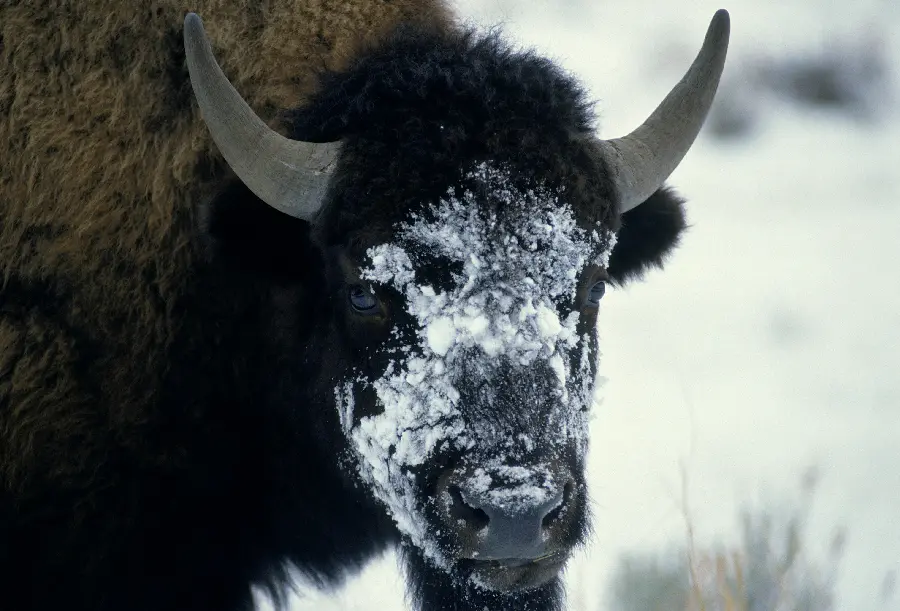 Photo of buffalo in wildlife documentary