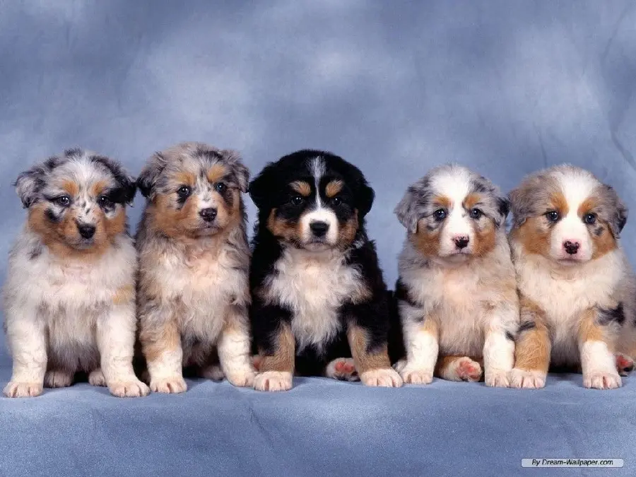 Australian Shepherd Dog Image Suitable for Computer