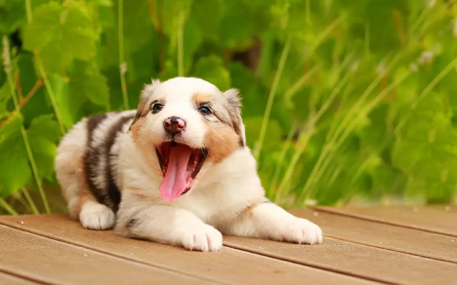 Cute and funny Australian Shepherd
