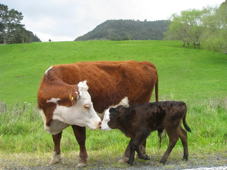 Calf and Cow Wallpaper Photo for Computer and Laptop
