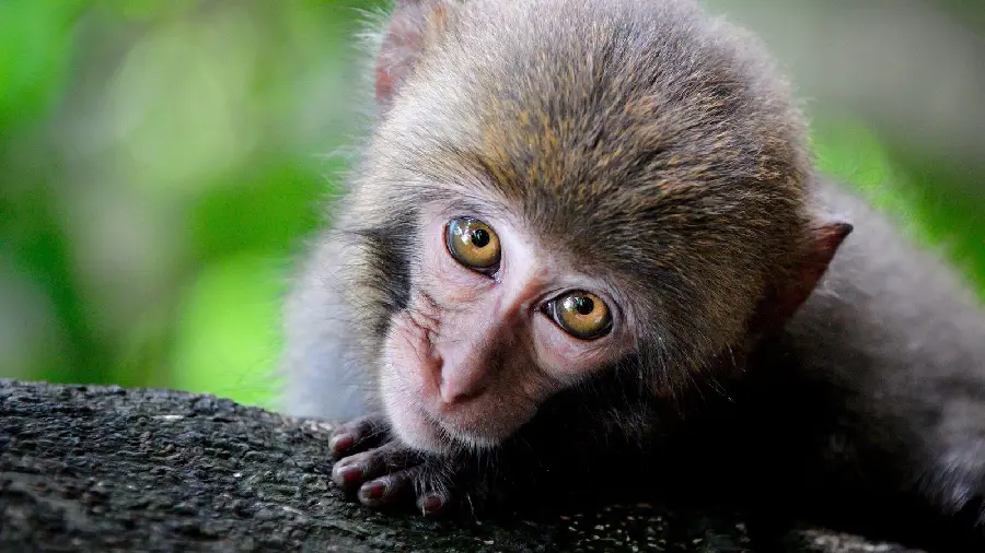 Black Monkey Pictures