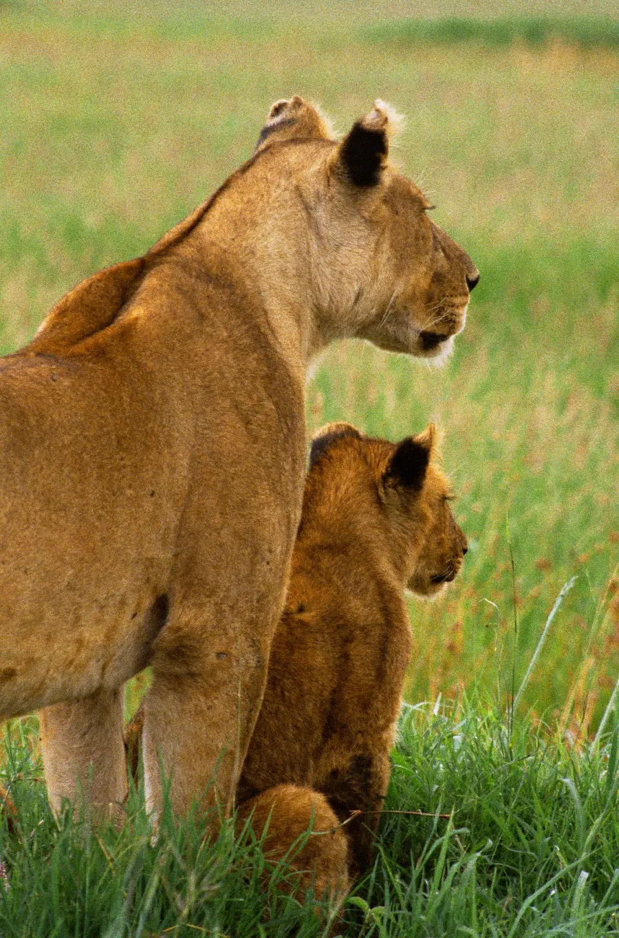 Wildlife Background Photo