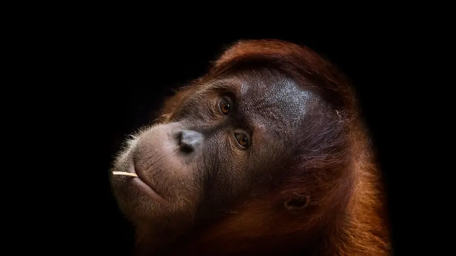 Download wallpaper suitable for computers and laptops of orangutans
