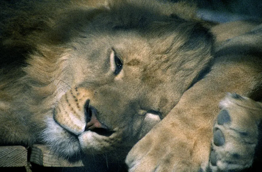 Animal Lion and Wild Animals Photos