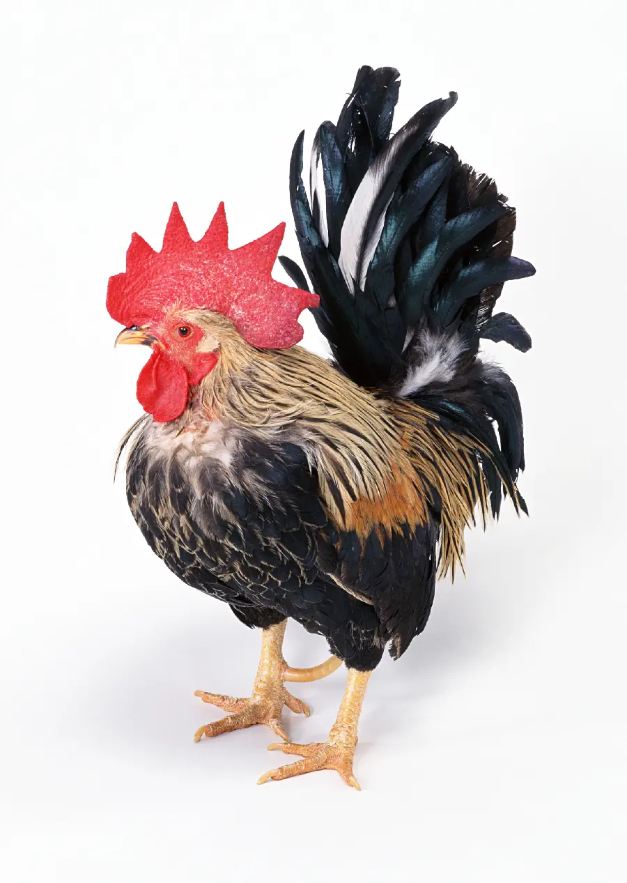 Beautiful Rooster Quality Photo