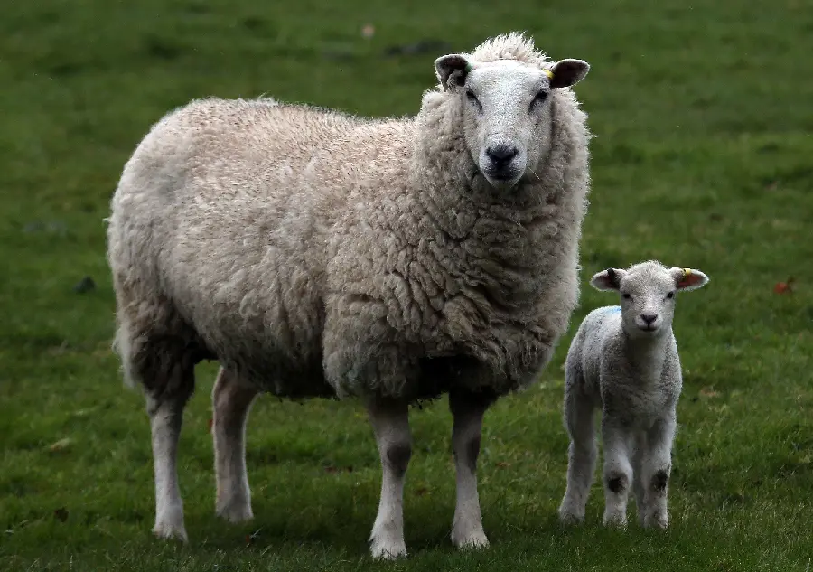 Download Sheep Wallpaper with Child Looking at Camera