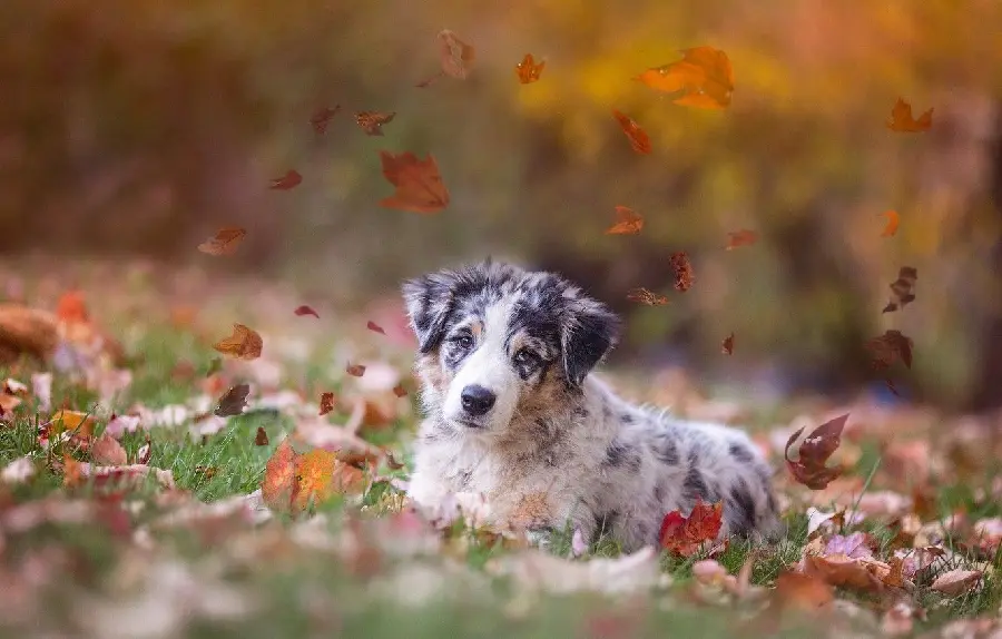 Australian Shepherd Spotted Dog in Autumn