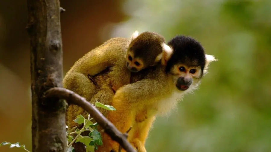 Baby Tree Monkey Photo