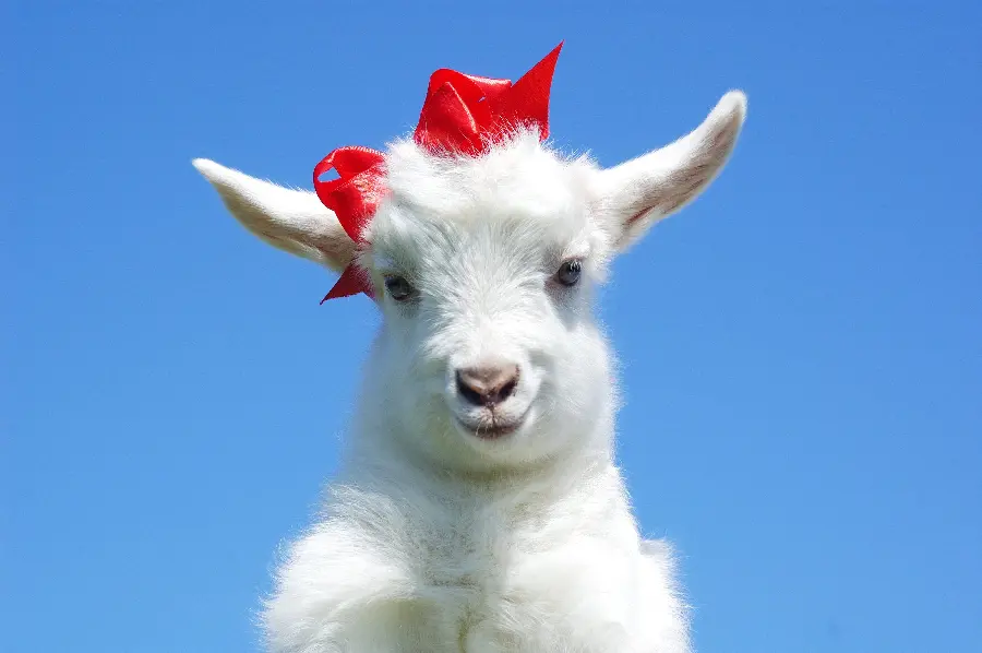 Cute and funny white goat photo for profile