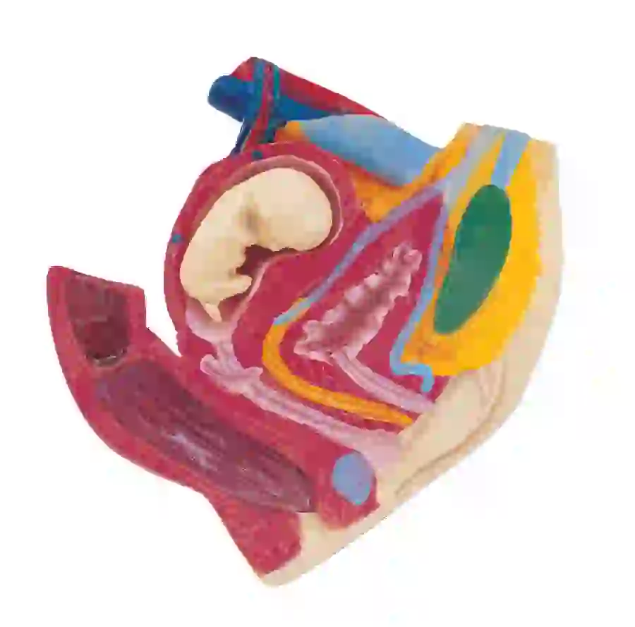 Photo of the uterus and genitals Women
