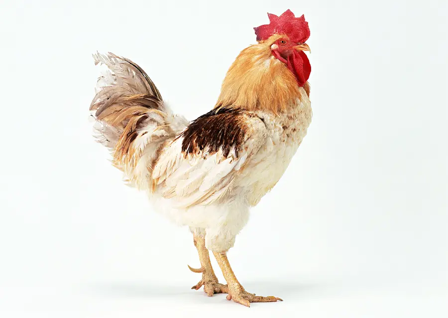 High quality photo of a rooster for printing