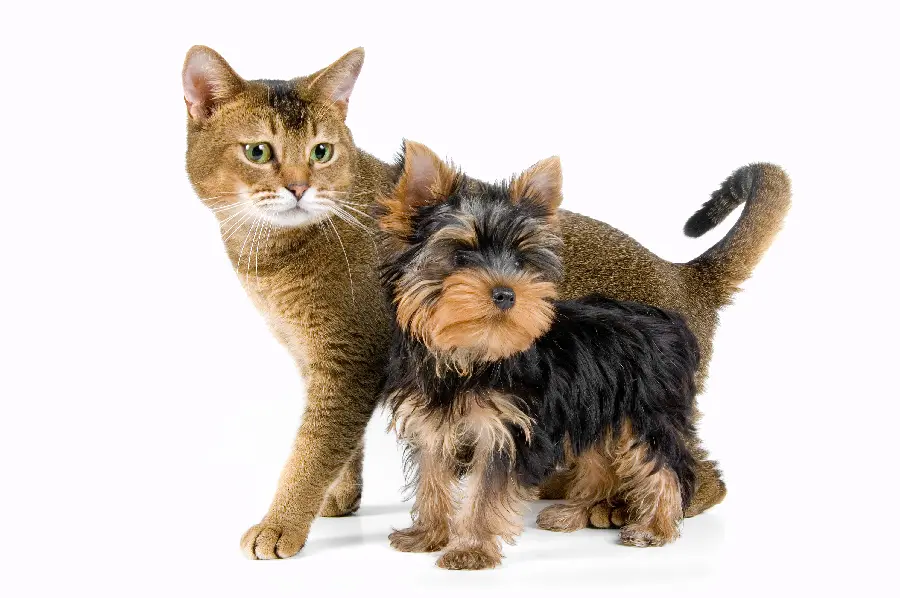 Cat and Dog