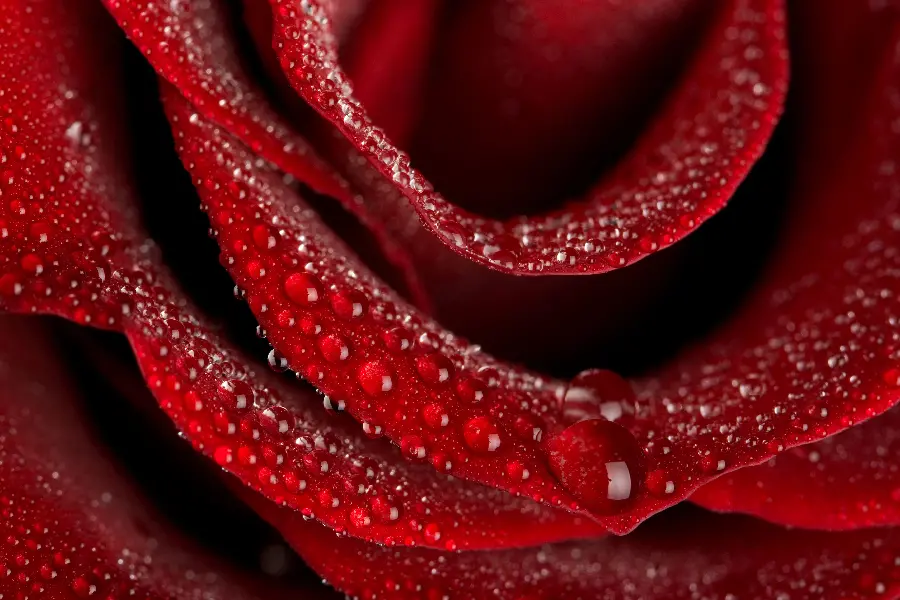 Red Rose Background Photo