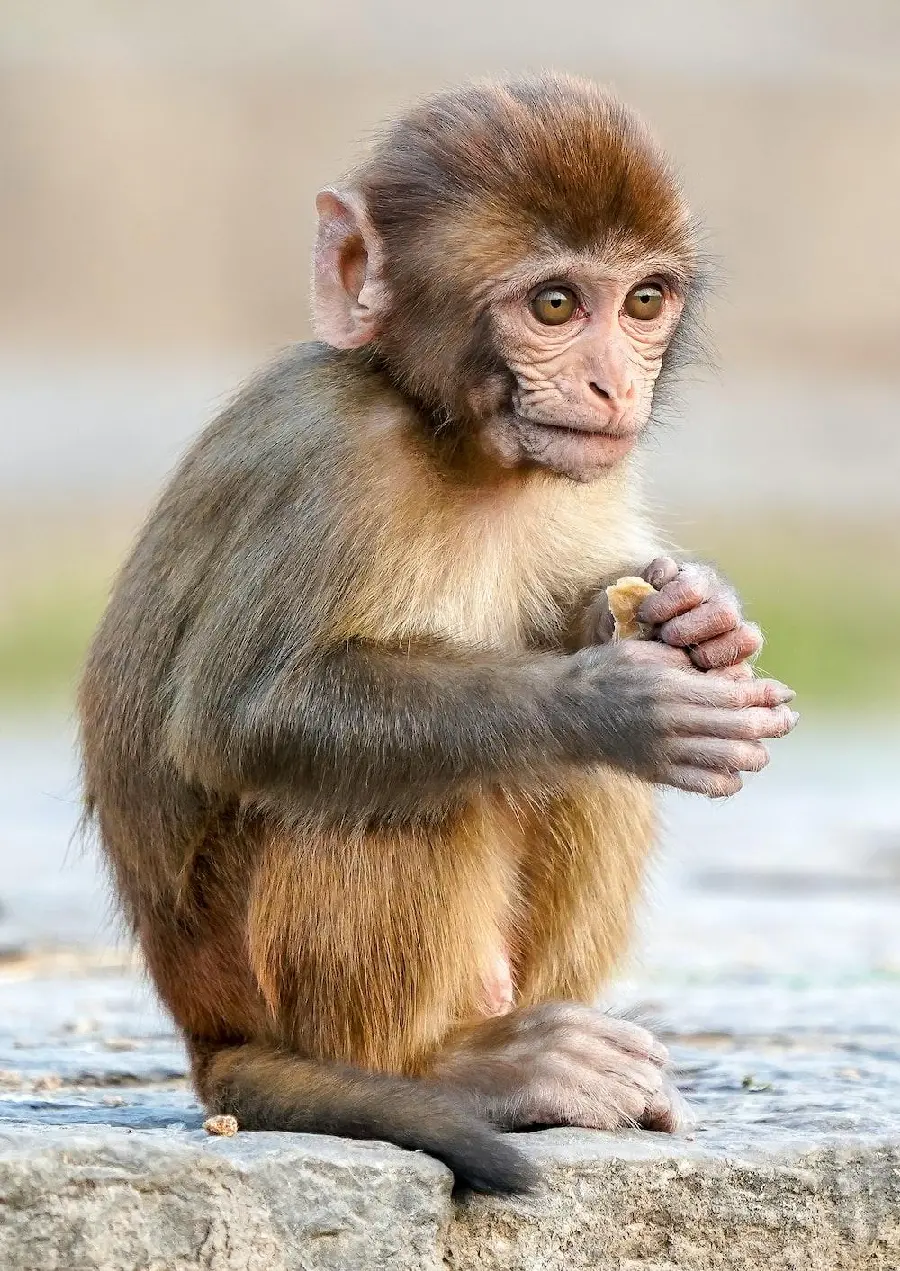 HD quality baby monkey pictures