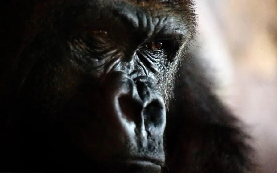 Ugly and angry gorilla photo