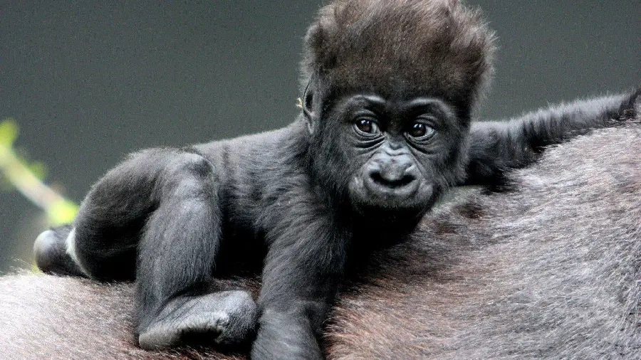 Little silverback gorilla baby photo in mother's arms hd quality