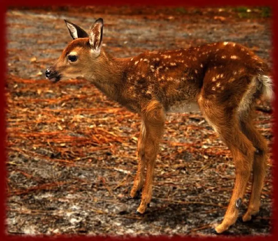 High quality photo of a baby deer
