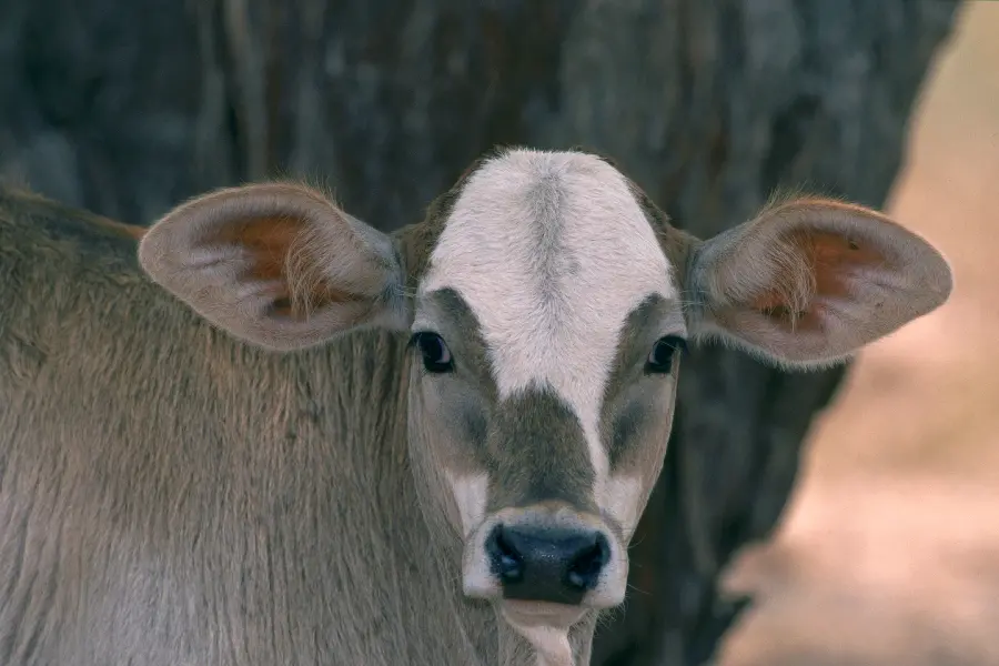 Photo of calf in wildlife documentary