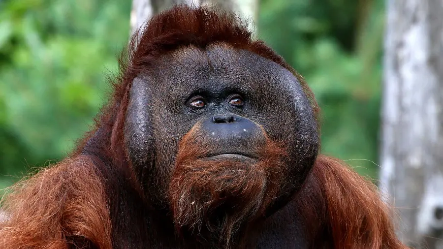 Close-up image of a brown orangutan's face in the forest