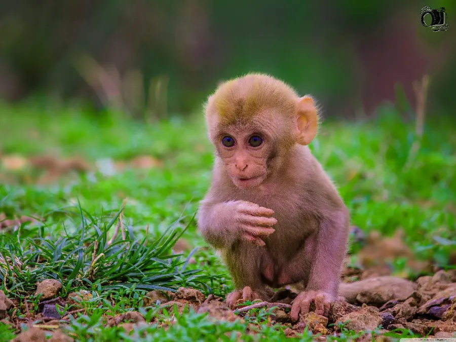 Baby Monkey Wallpaper for iPhone