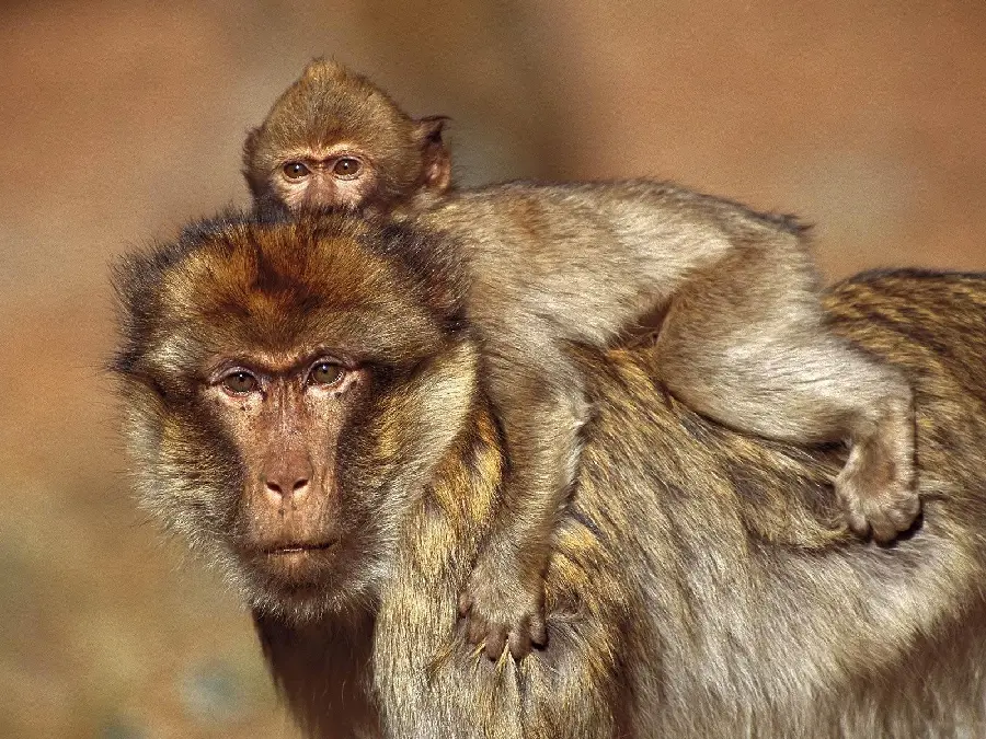 Baby Baboon Photo Riding on Mother's Shoulder